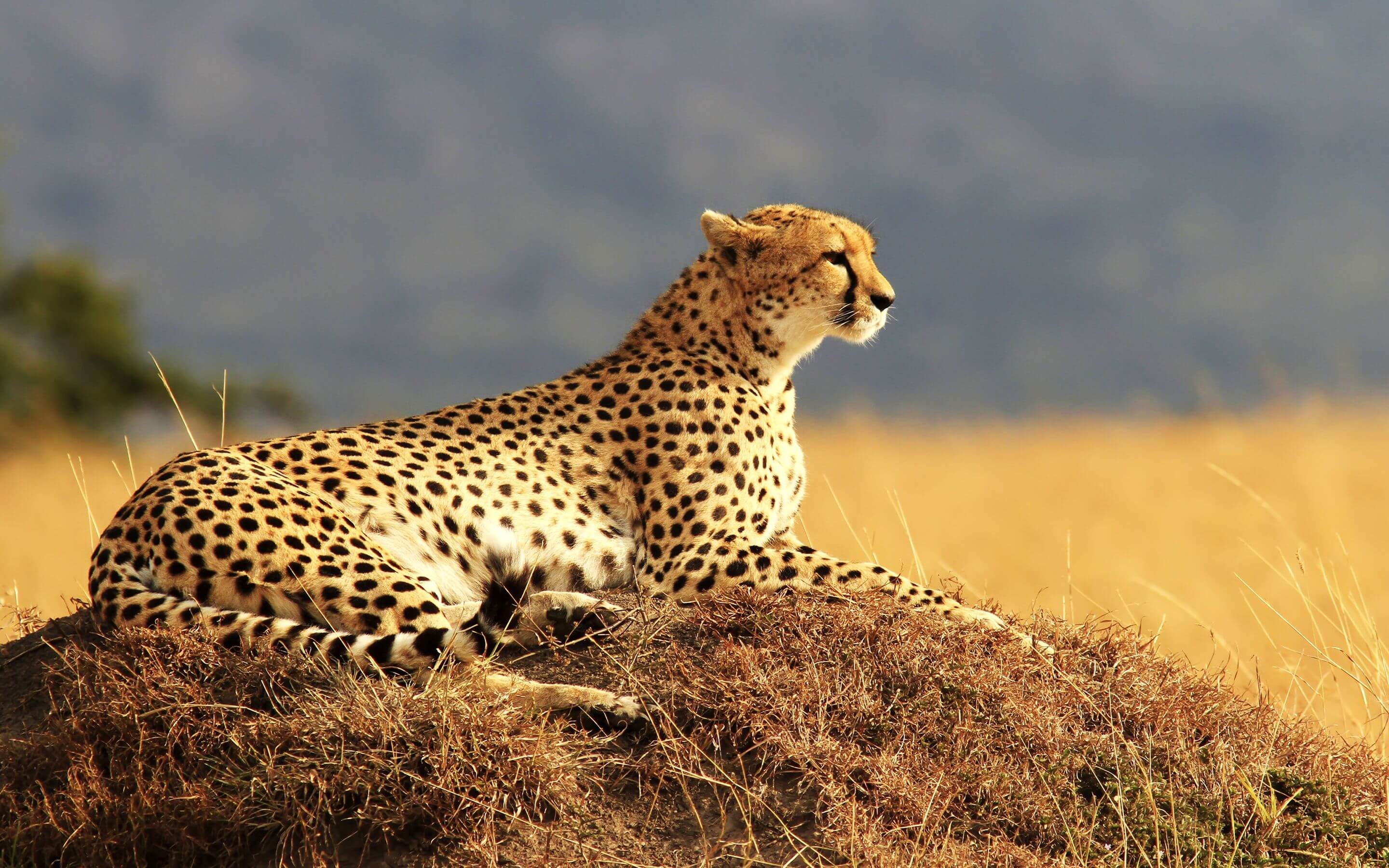 Cheetah Reintroduction In India A Detailed Explanation Big Cats