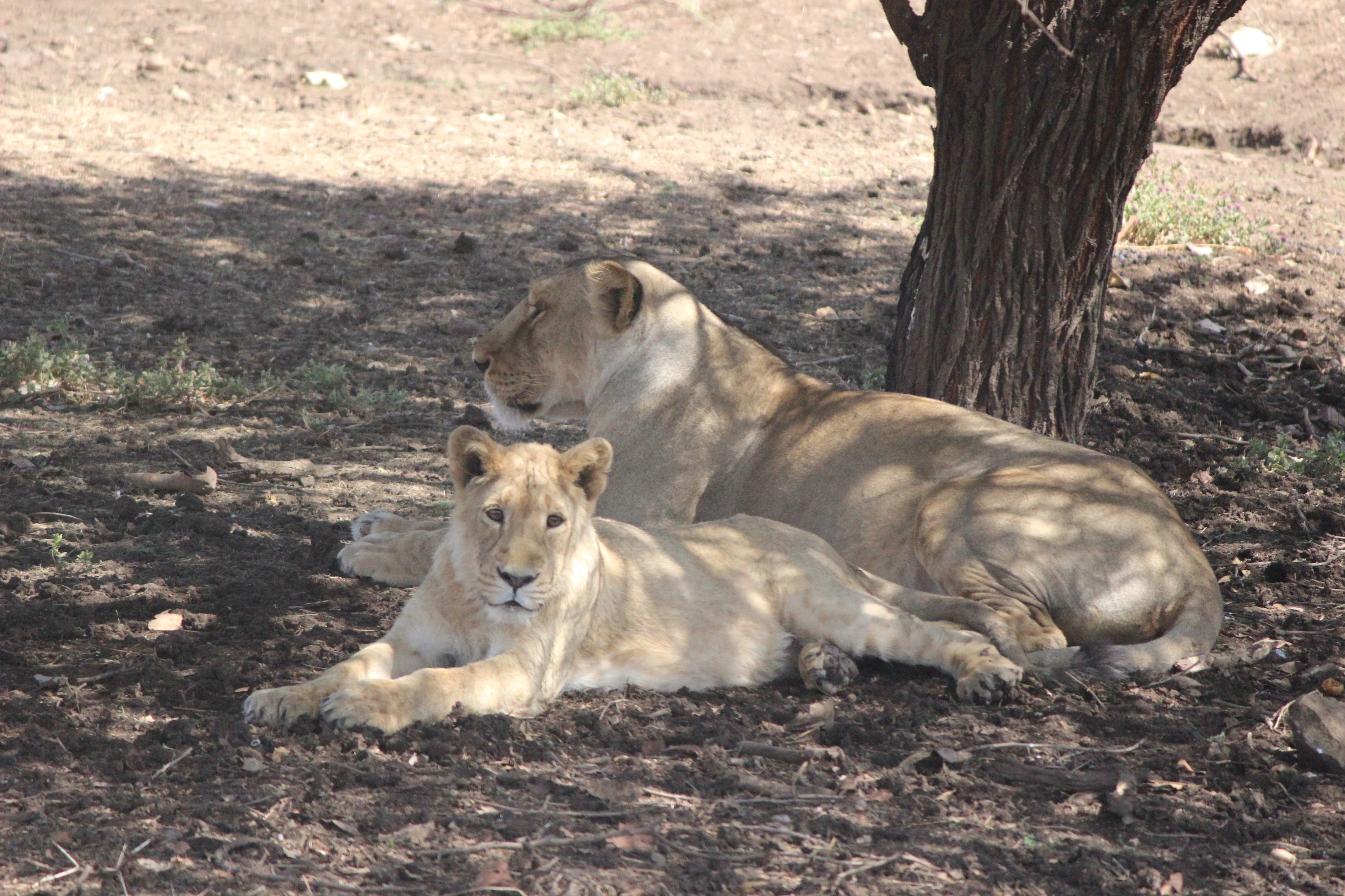 Lions at Devalia Park