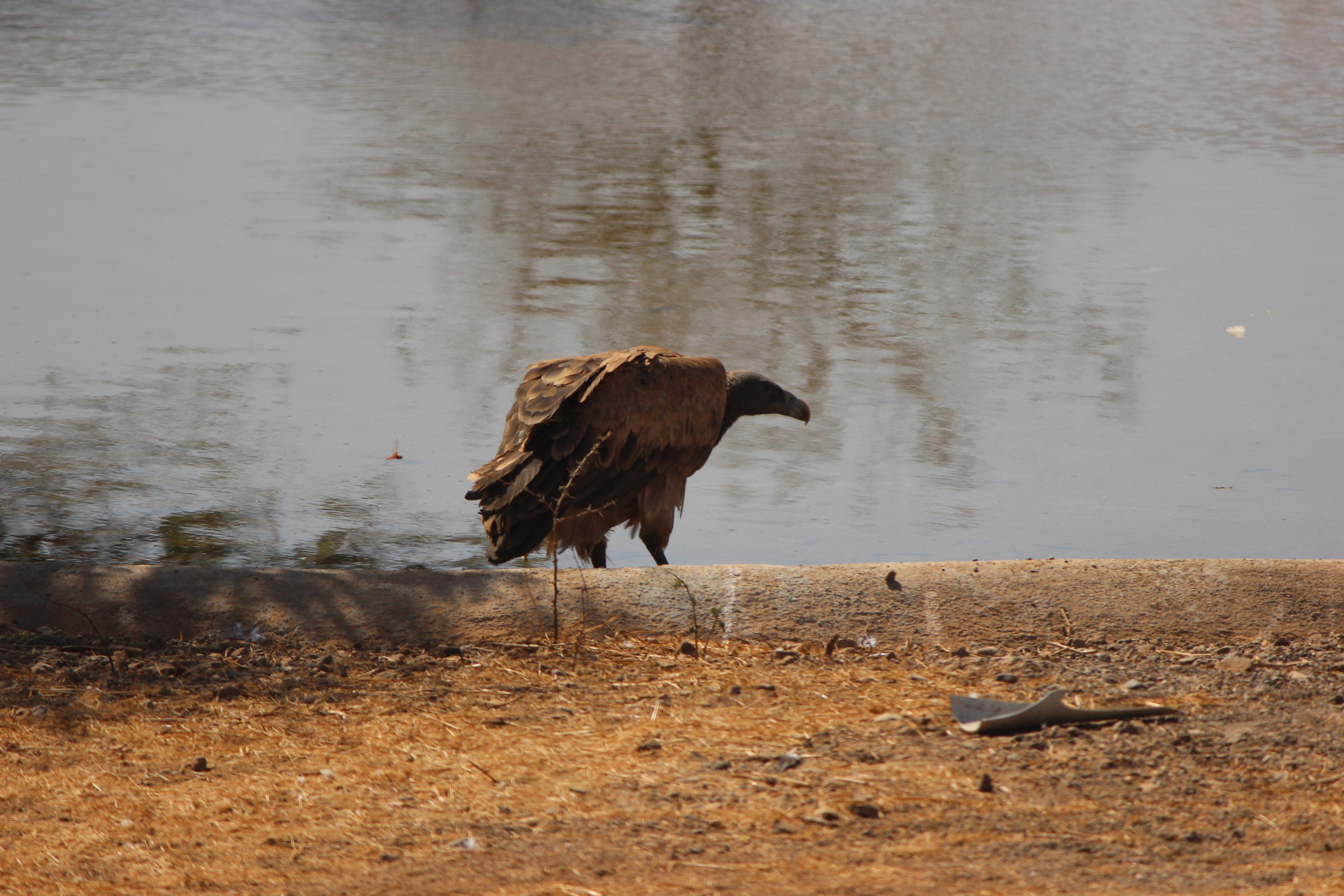 Devalia Safari Park - Indian Vulture