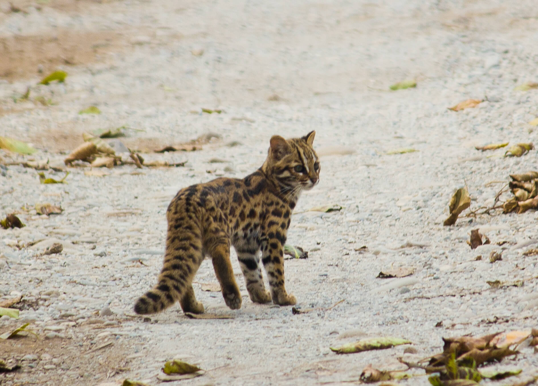 Leopard Cat India