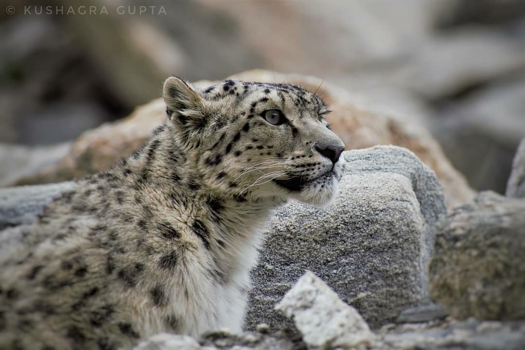 Snow Leopard Big Cat