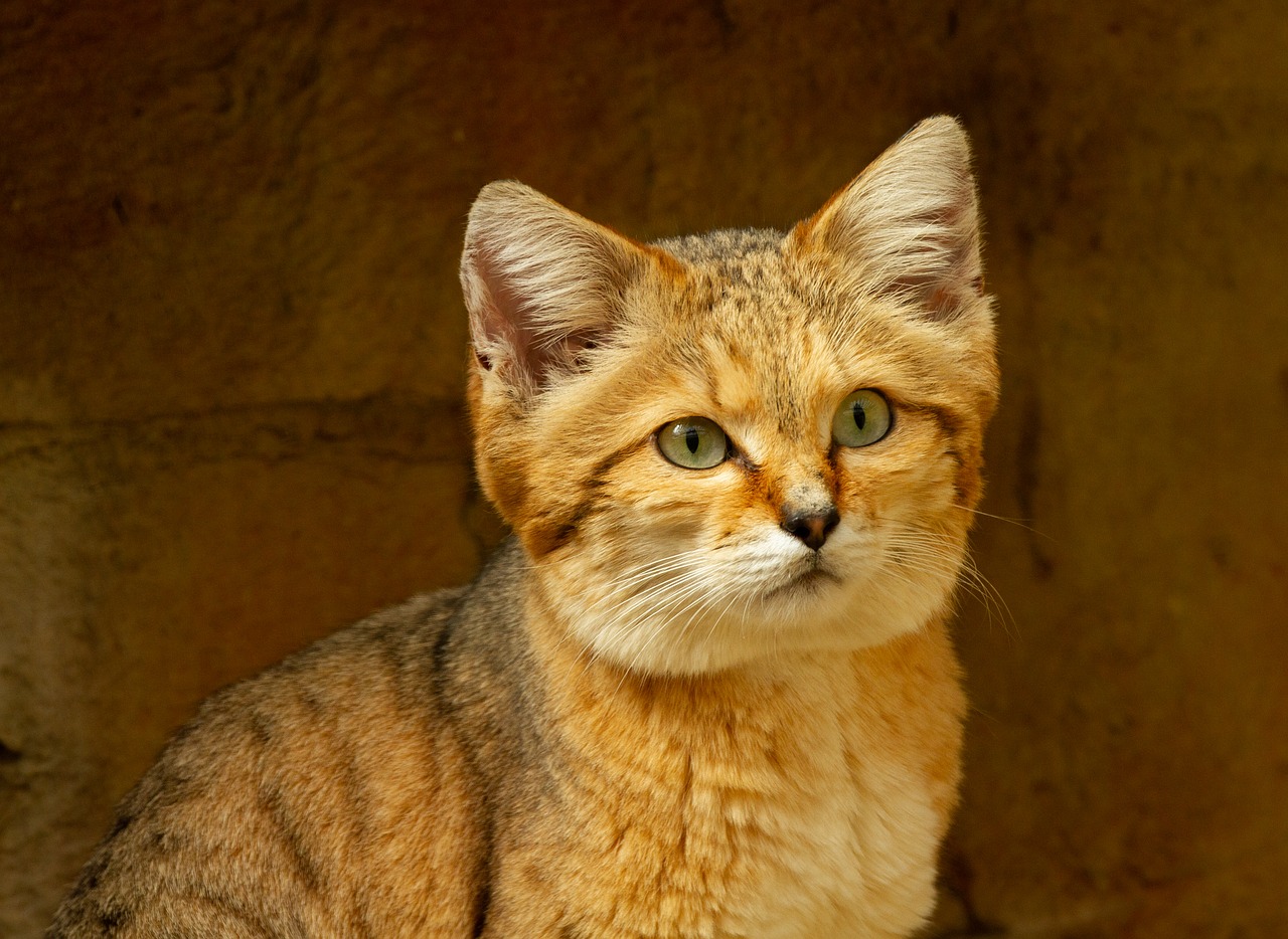 wild desert cat in India