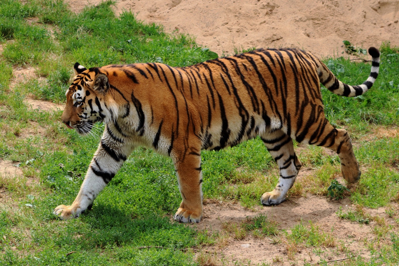 3 held with Royal Bengal Tiger parts along Arunachal-Assam border 