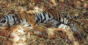 tiger-death-india