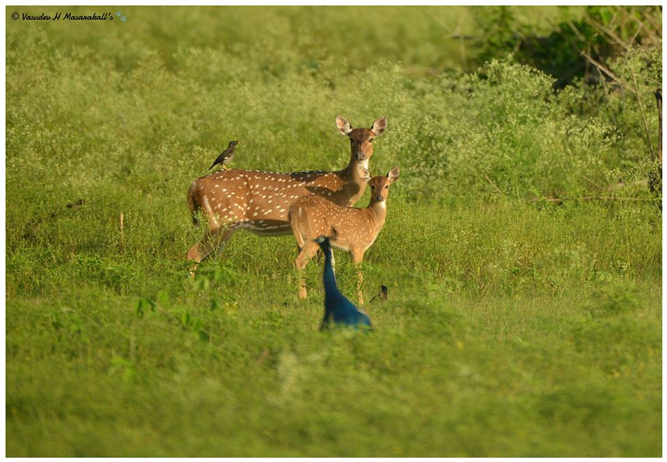 National Park vs Wildlife Sanctuary