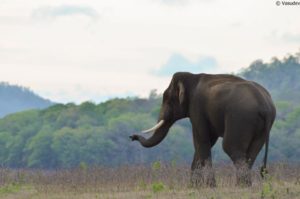 Bhadra Tiger Reserve Karnataka