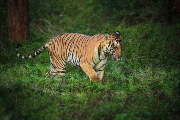 Must Visit Tiger Reserves In Karnataka | Tiger Safari Karnataka