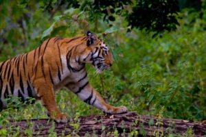 Tiger Reserve in Maharashtra