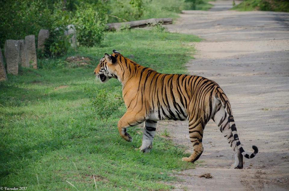 Learn Interesting Facts about the Majestic Royal Bengal Tigers before  Booking a Tadoba Accommodation