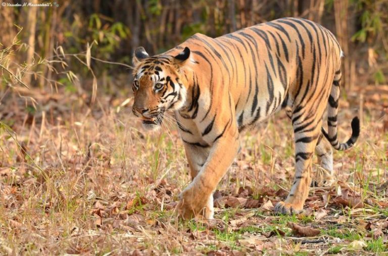 Tadoba Andhari Tiger Reserve - Safari Details & Information