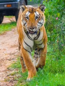 Bandipur Tiger Reserve, Karnataka