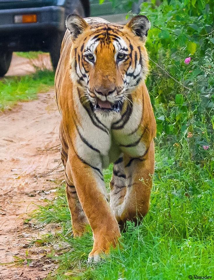 Tiger Reserve, Karnataka