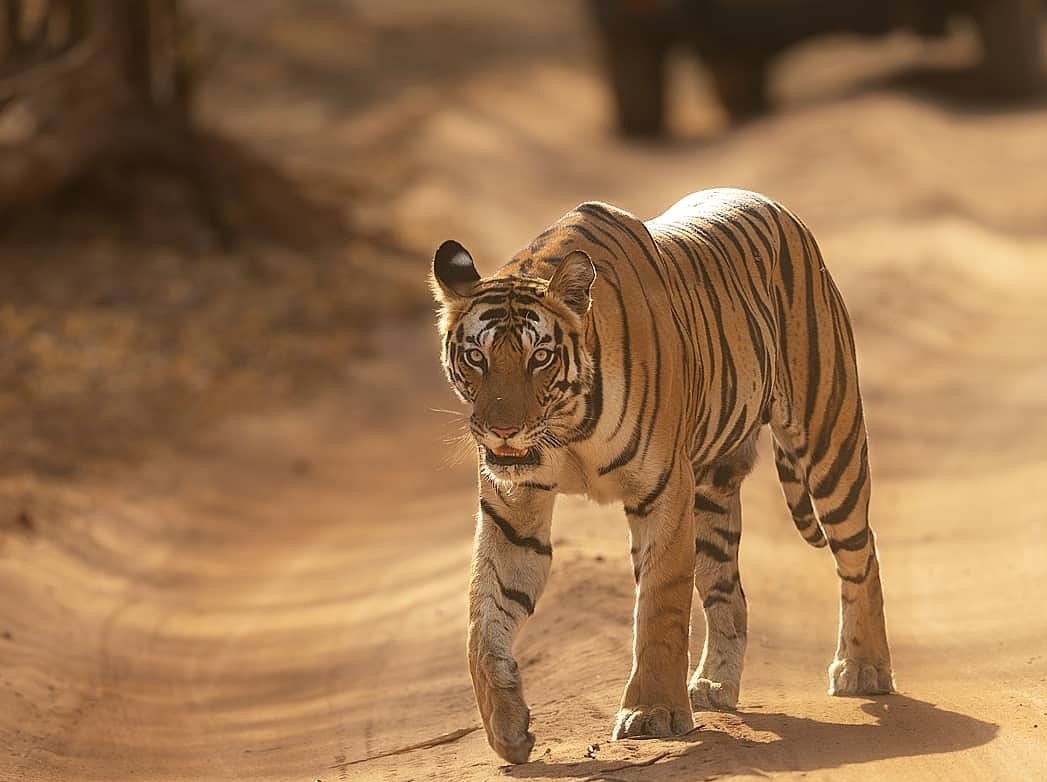 Tadoba and Ranthambore