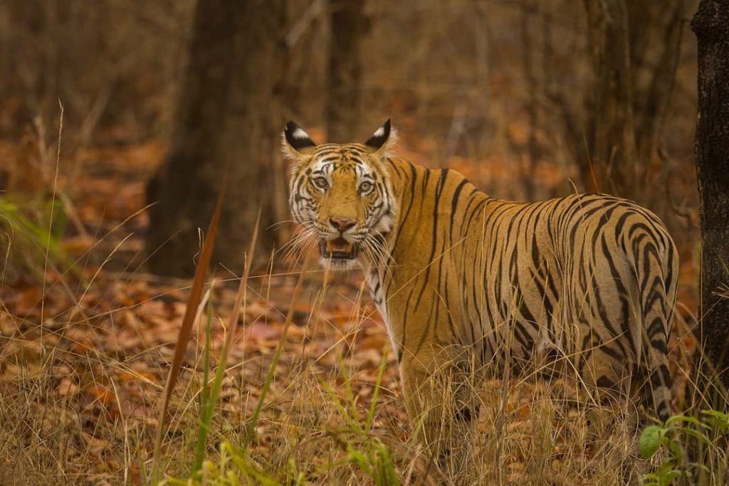 Bandhavgarh tiger safari