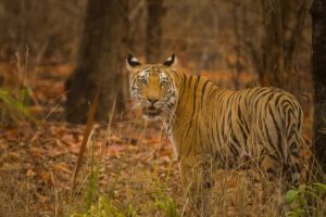Tiger Safari Bandhavgarh
