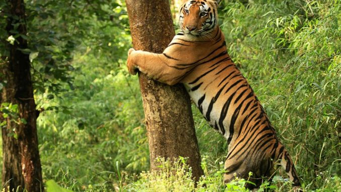 Kanha Tiger Reserve Kanha Tiger Reserve and National Paek