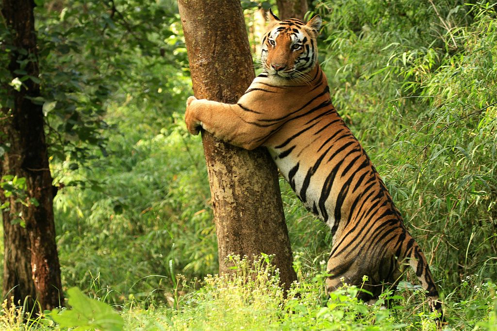 Plan Kanha Tiger Safari
