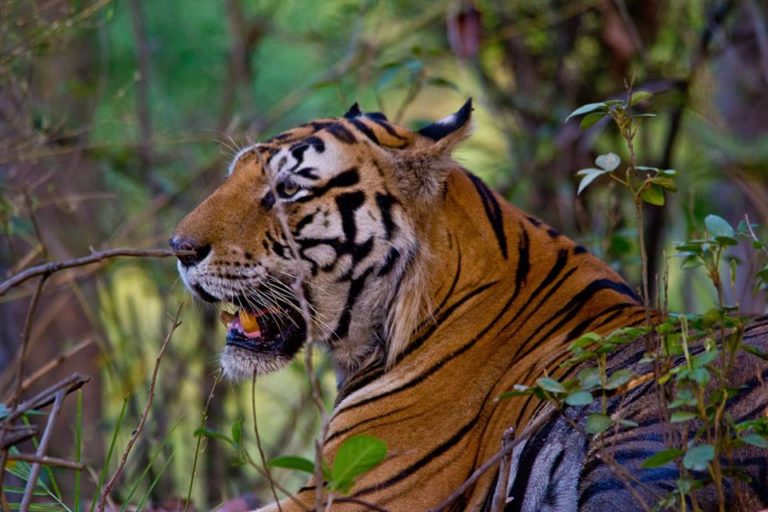 Top Tiger Reserves in Madhya Pradesh - Tiger State of India