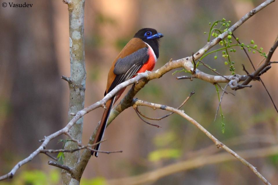 Malabar Trogon, Nagarhole National Park