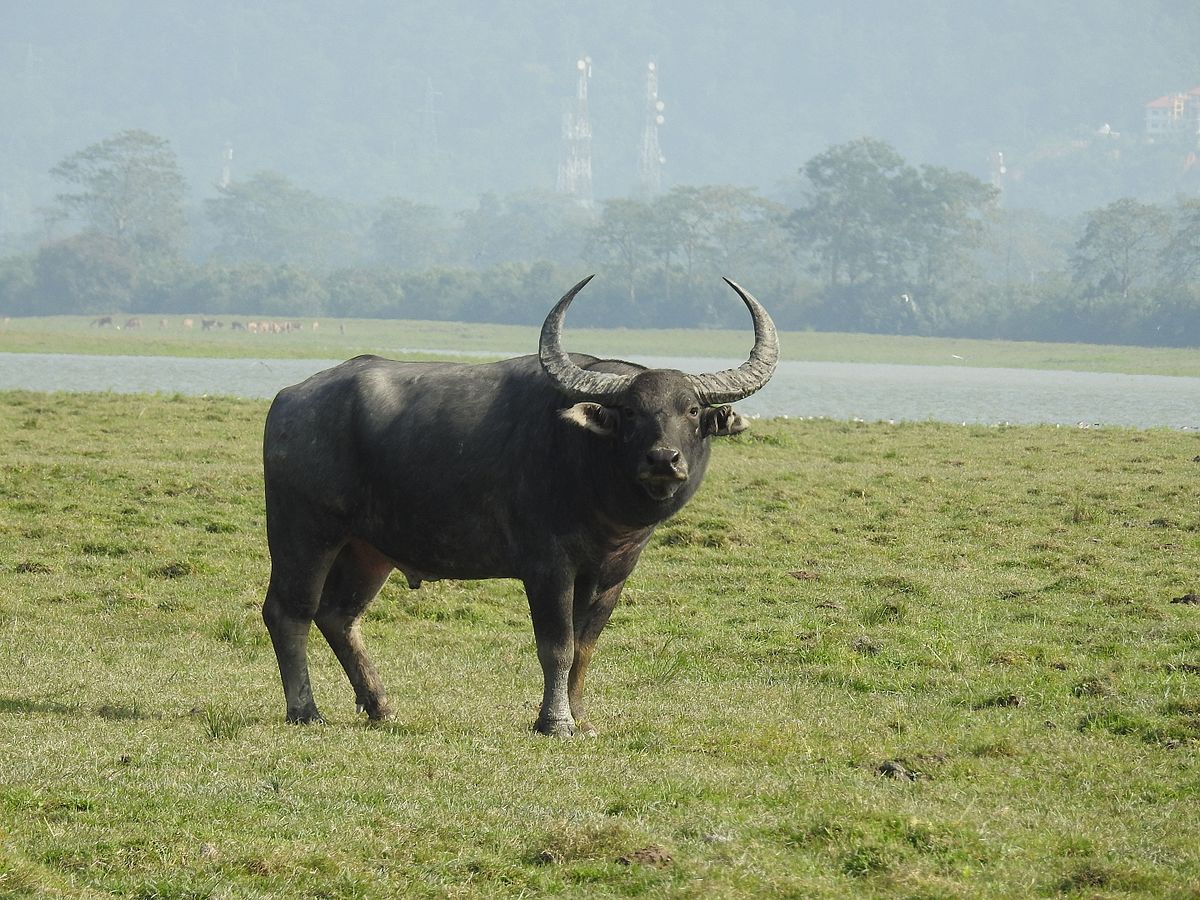 Buffalo at Kaziranga National Park