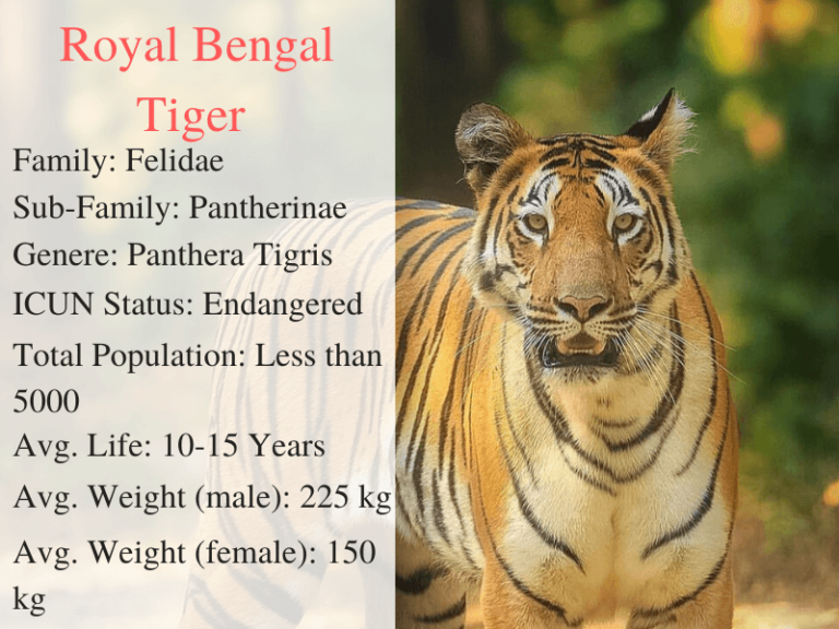 Royal Bengal Tiger How They Look Like What They Eat And Unique Facts 8243