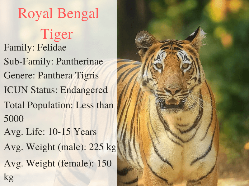 Faits sur le Tigre du Bengale