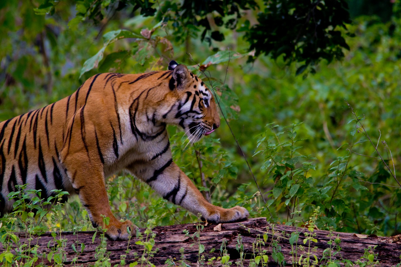 Royal Bengal Tiger Amazing Facts about Tigers