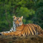 Royal Bengal Tiger