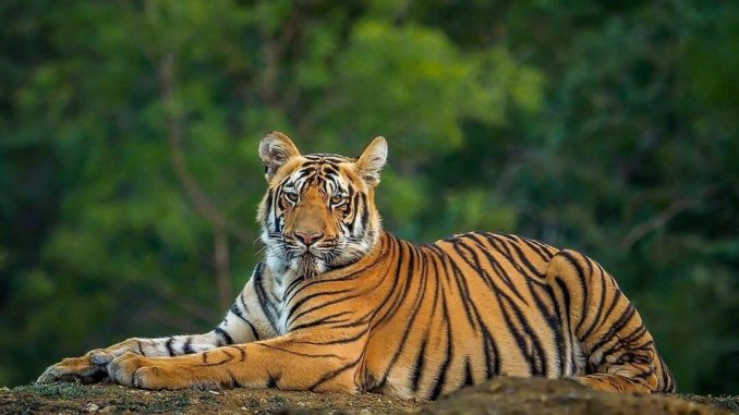 Bengal Tiger Images Hd