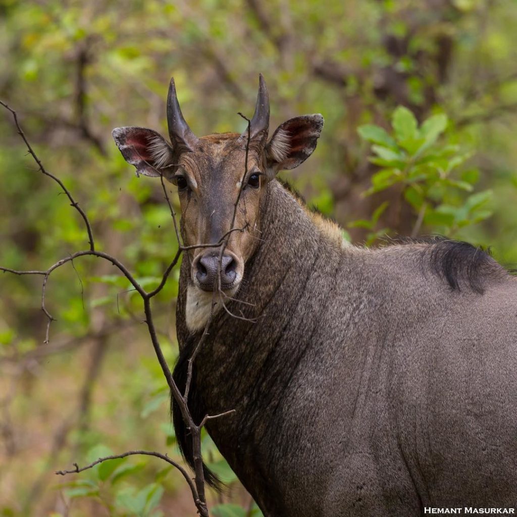 UMRED Karhandla Wildlife Sanctuary