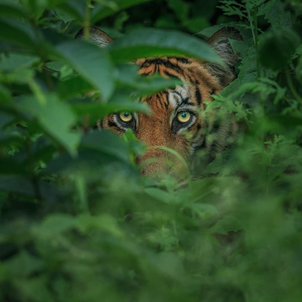 Emboscada de tigre