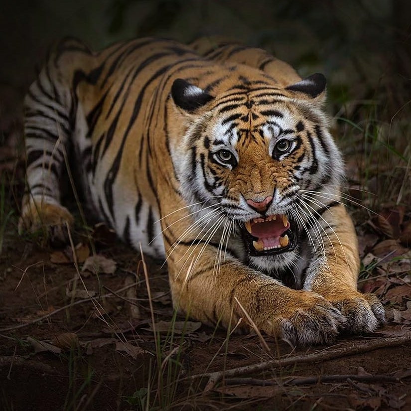 Comportement du Tigre du Bengale