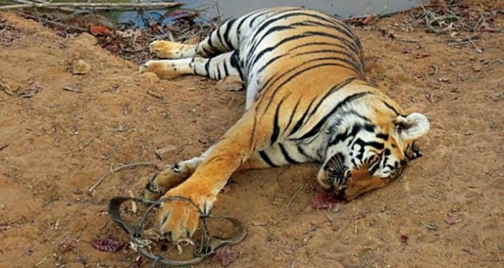 Caza furtiva de Tigres
