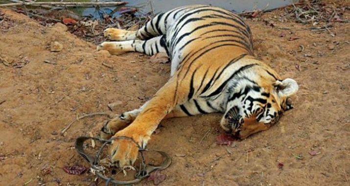 Bengal Tiger from the front - Picture of Bengal Tiger Indian Food