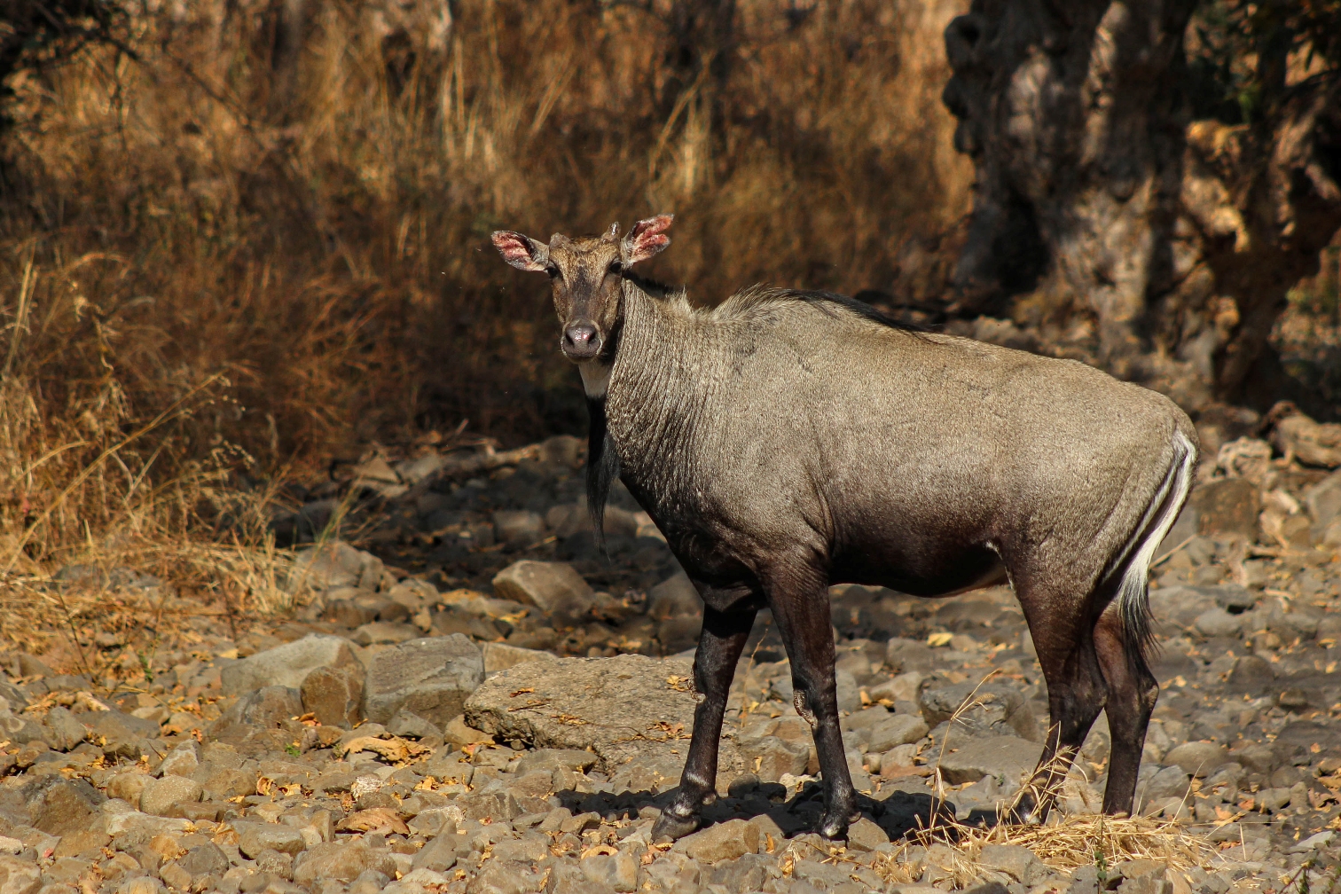 Bluebell at Bor Tiger Reserve Bluebull at Bor Tiger Reserve