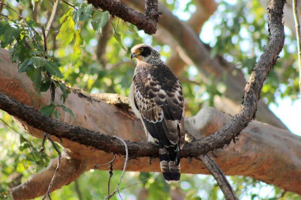 Bor Wildlife Sanctuary