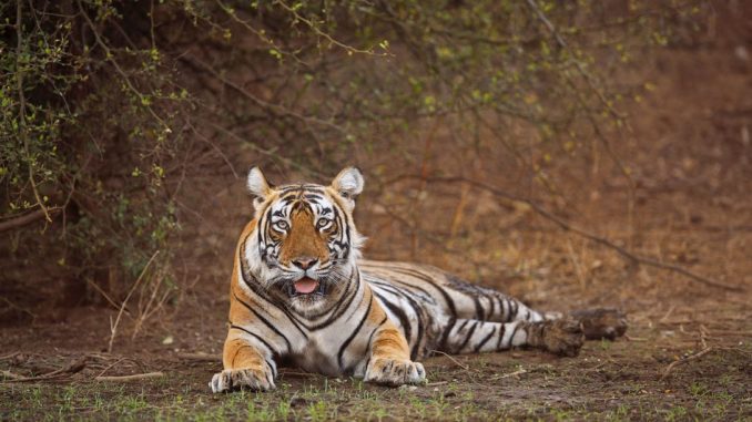 Sariska Tiger Reserve Sariska Tiger Reserve Rajasthan