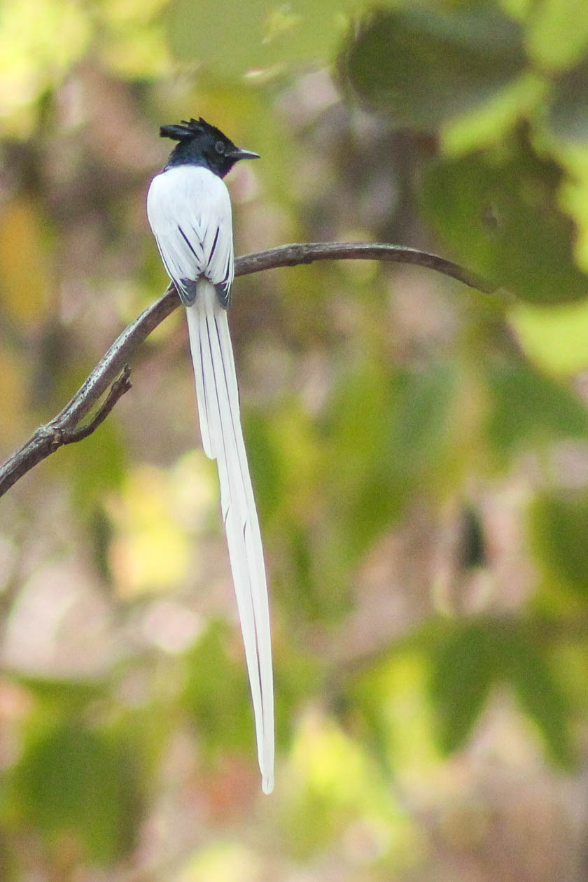 Paradise Flycatcher at Bor Tiger Reserve & Wildlife Sanctuary Birds Bot Tiger Reserve