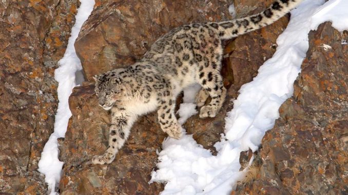Snow Leopard Hemis National Park Hemis National Park Snow Leopard