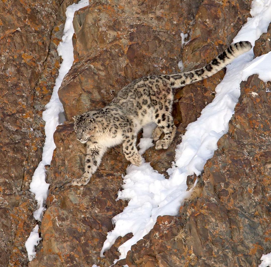 Hemis National Park Biggest National Park Of India