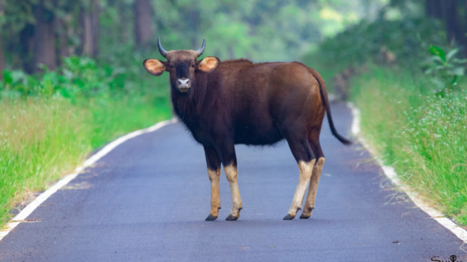 Tadoba National Park List of National Parks in India