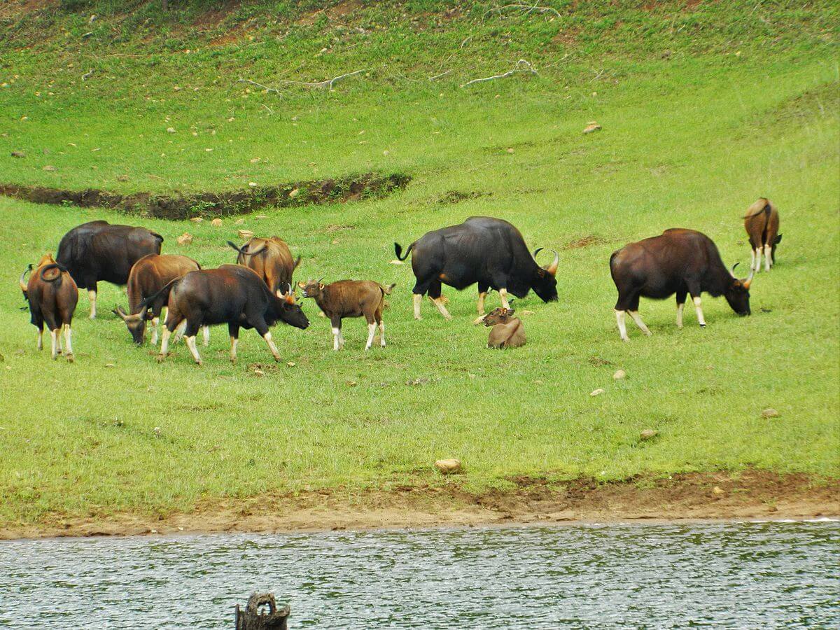 Periyar National Park – Travel Guide and Best time to visit