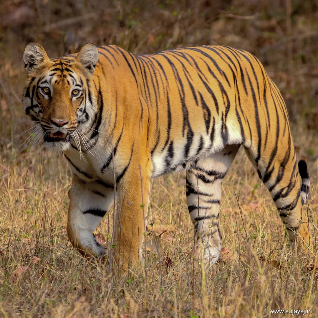 Project Tiger In India | Everything about Tiger Conservation (NTCA)