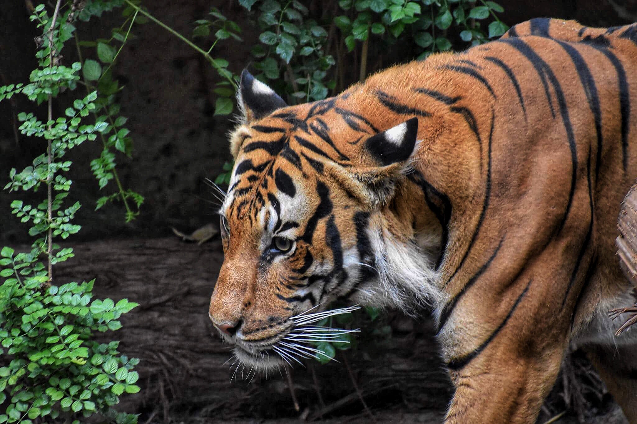 Bengal Tiger from the front - Picture of Bengal Tiger Indian Food