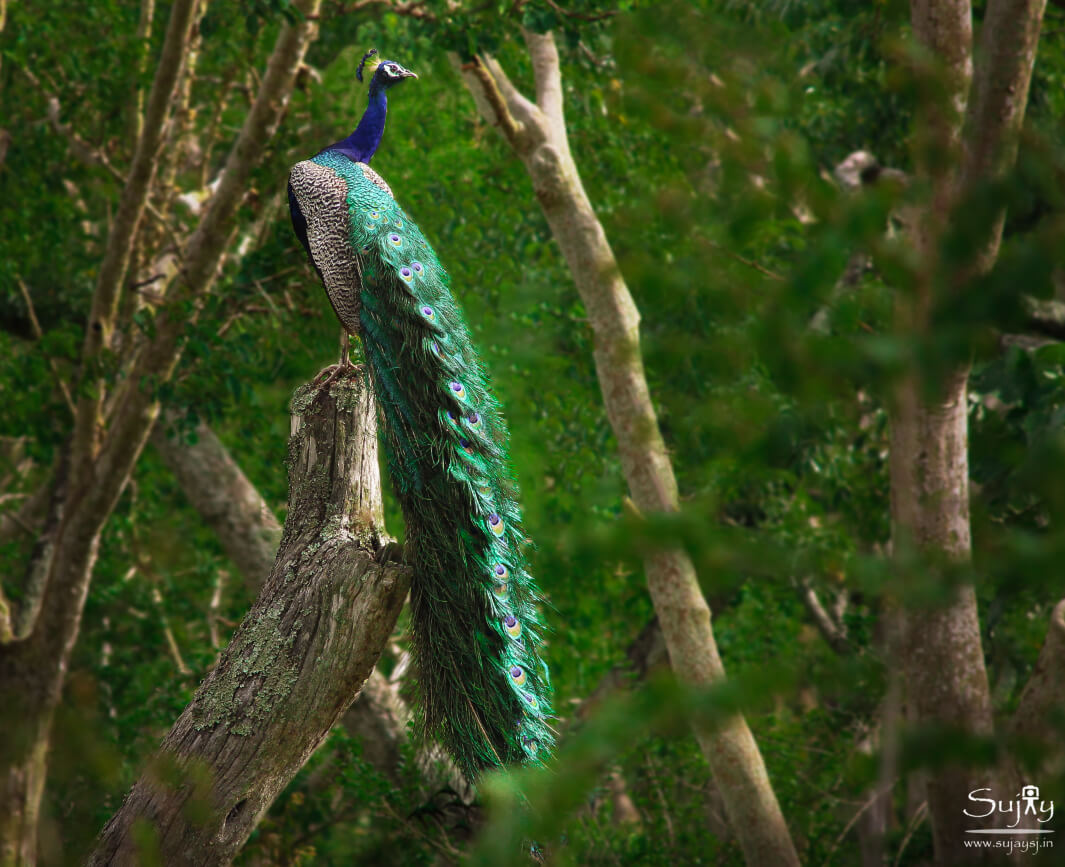 Bandipur Tiger Reserve Karnataka