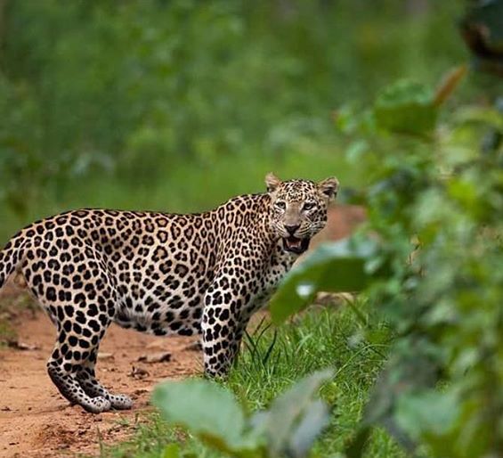 Leopard Cat in India