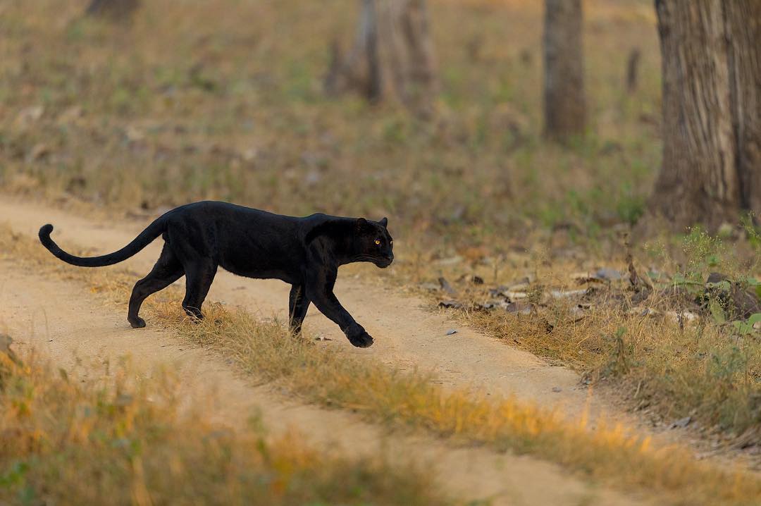 A black leopard walking towards the camera and looking at it