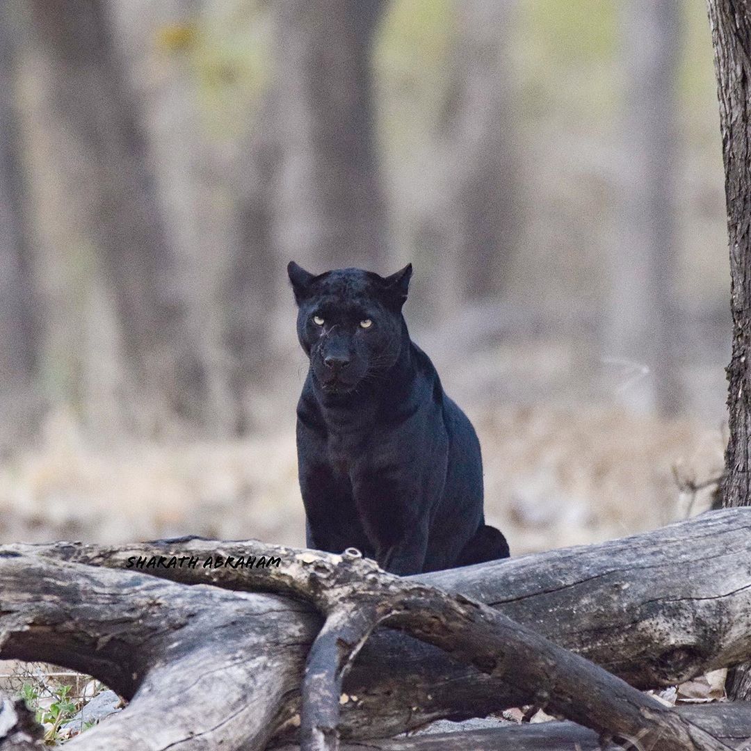 Top wildlife sanctuaries to spot a Black Panther in India | Black Leopard