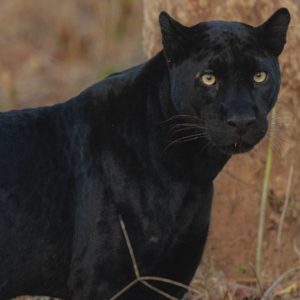 Top reserves & sanctuaries to spot Black Panther in India | Black Leopard