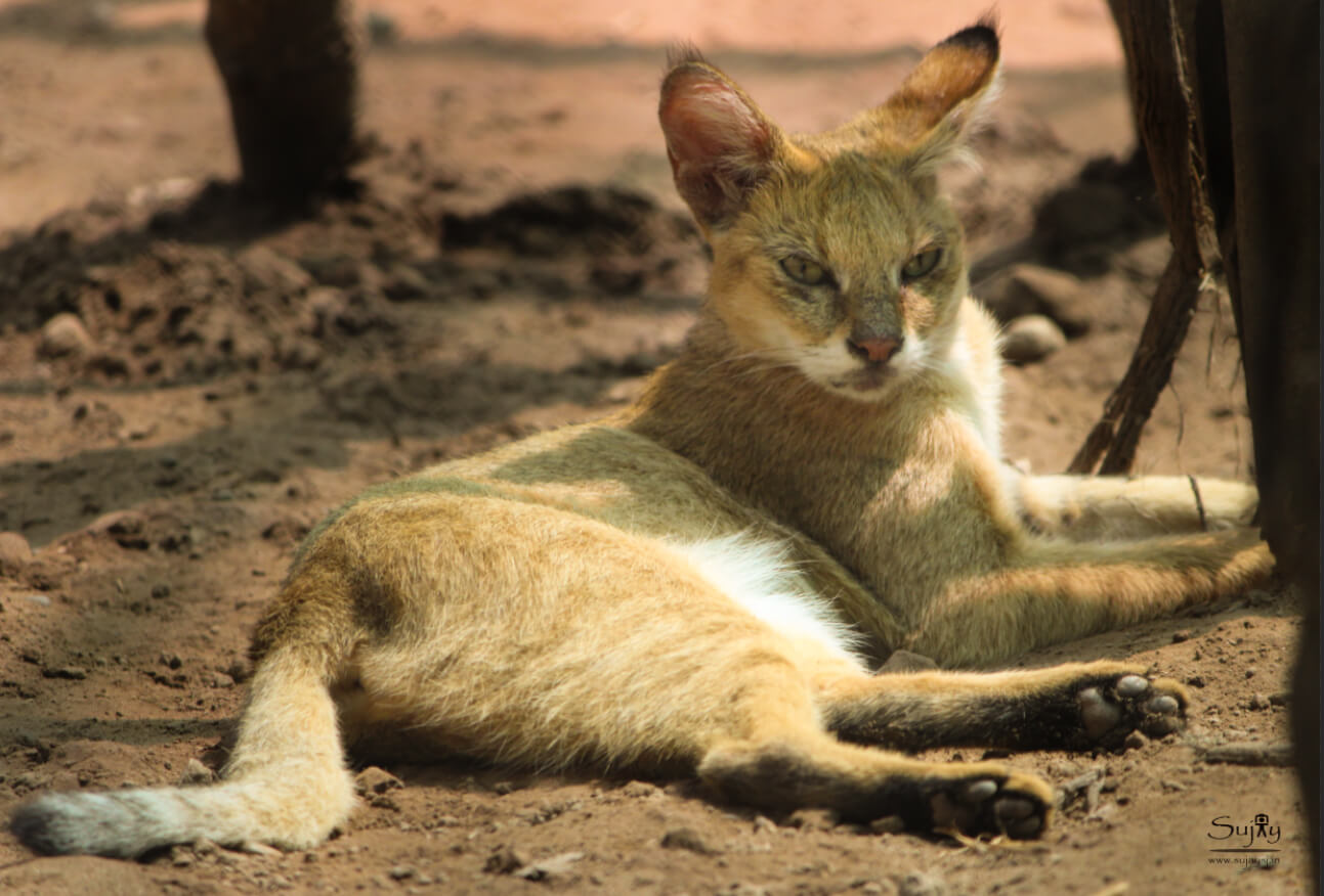 Top 14 Big Cat Species in India Popular Biggest Wild Cats Fact Big Cats India Customised Tiger Safari in India